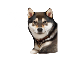 黒柴のてんてん③