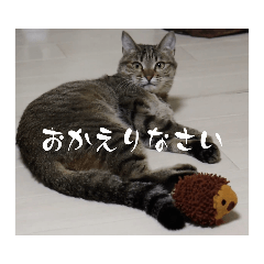 かぴちゃんの日常