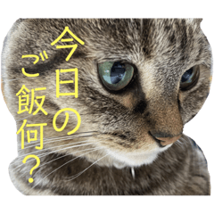 ウチのちょん。(追加版)