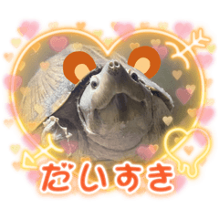 かめちゃん☆(まりん)オールスターズ