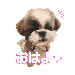 シーズーのちゃむ君