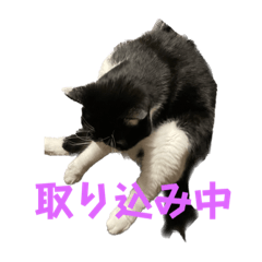 ハチワレ猫ラムちゃん④