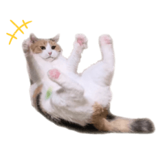 ミケ_スタンプ実写版