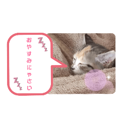 保護ねこ家