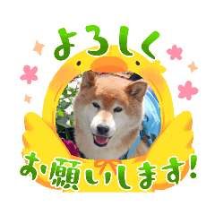 cute shibainu koro2022k