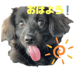 ポメックスのブラン①