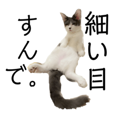 みやこねこスタンプ2024