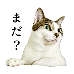 エルねこスタンプ