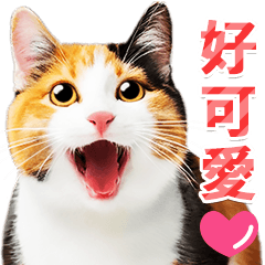 気持ちを伝える♡かわいい三毛猫（台湾版）