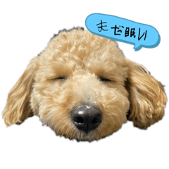 ココくんとシャネルくん