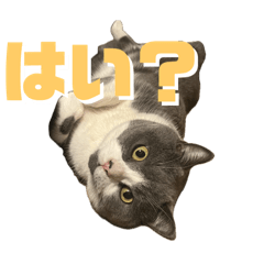 ことらスタンプP01