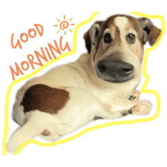 梶田家イッヌネッコシリーズ2