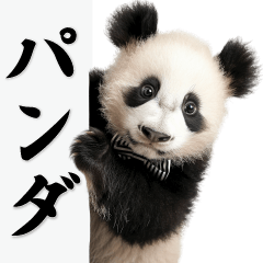 パンダの日常BIG
