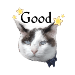 しろさんがいっぱい