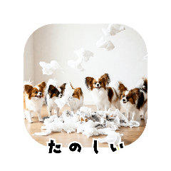 日常会話を華麗に扱うパピヨン