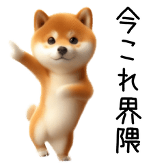 踊る！今これ柴犬