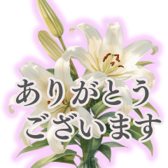 大人の品格： 美しい日本語とカサブランカ