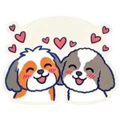 Fluffy Duo: Shih Tzu & Panda Poodle