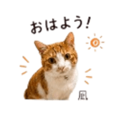 Nagi1 - Daily Chat Stickers