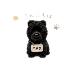 MAXのくらし2（アメリカンコッカー）