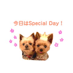 ヨーキーの使えるスタンプ (ちょこみんと)