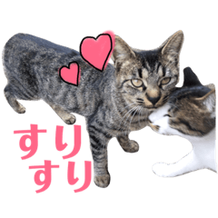 我が家の愉快な猫達