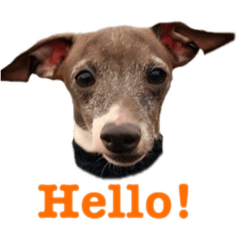 イタグレブラザーズ