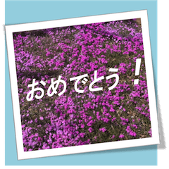 春の花 挨拶スタンプ(写真）