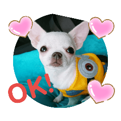 我が家のナナさん2