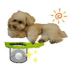 ゴルフをするおうちプードル 第2弾