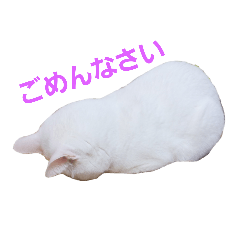 まみいんち