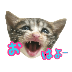 カツネコ魂!子猫編