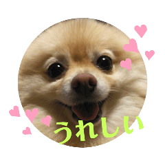 マロンでございます