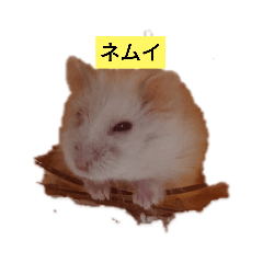 ルビーのつぶやき。