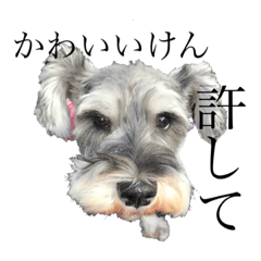 シュナごまの日常