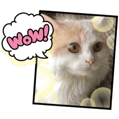 猫 だーい好き 3