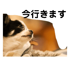 愛犬  スタンプ