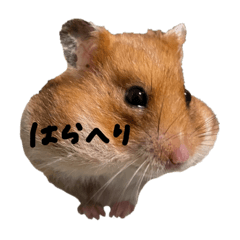 だいふくだよ！