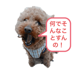 トイプードルの春次郎