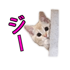 写真！猫たちの可愛い日常2