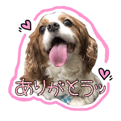 キャバリアのちゃんココ。実写版。