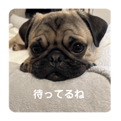 パグのディカプリオくん