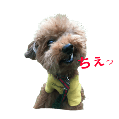 トイプードルジルの 使えるお返事 パート3