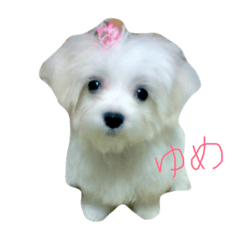 マルチーズのゆめちゃん