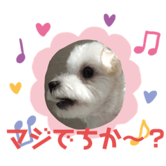マルチーズ❤️めりるでち❤️⑧