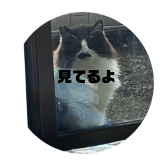 シロとクロのしょう