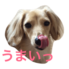 ダックスフンドのこまちゃん