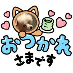 トイプードル　てと6