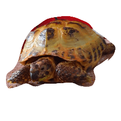 ロシアリクガメ