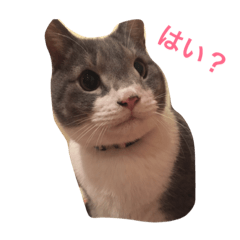 猫たちのデイリーライフ